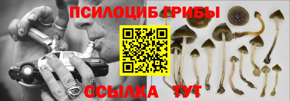 Псилоцибиновые грибы Psilocybine cubensis Златоуст